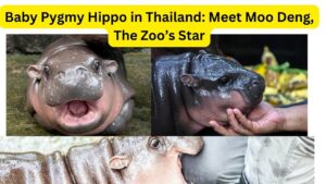 Baby Pygmy Hippo in Thailand