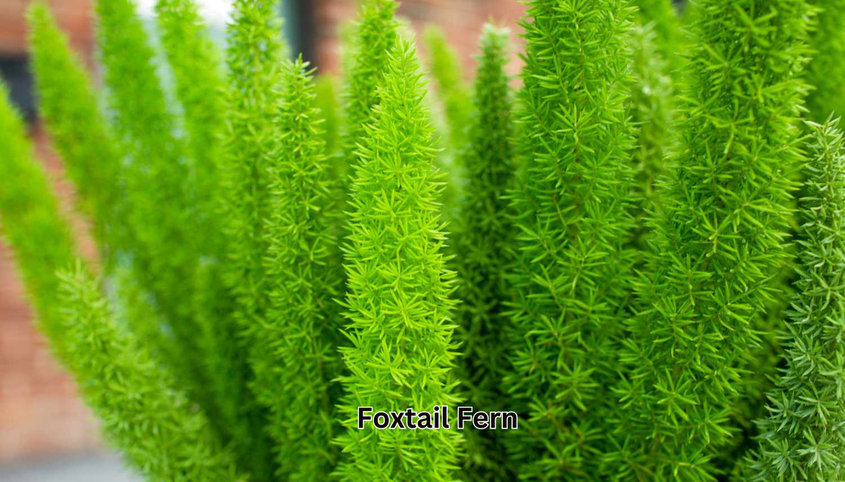 Foxtail Fern